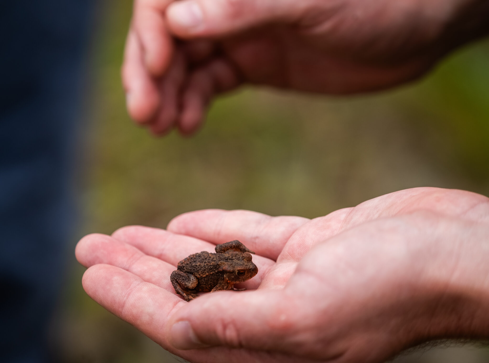 Hamiltonhill Claypits - Community Action | Scottish Wildlife Trust