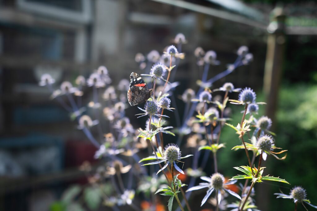 A red admiral butterfly on a blue flower.