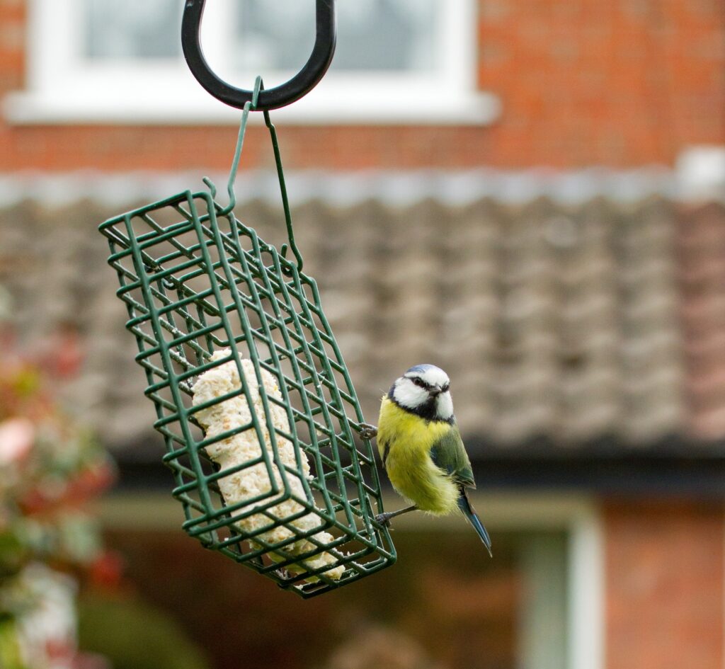 A blue tit perched on a bird feeder.