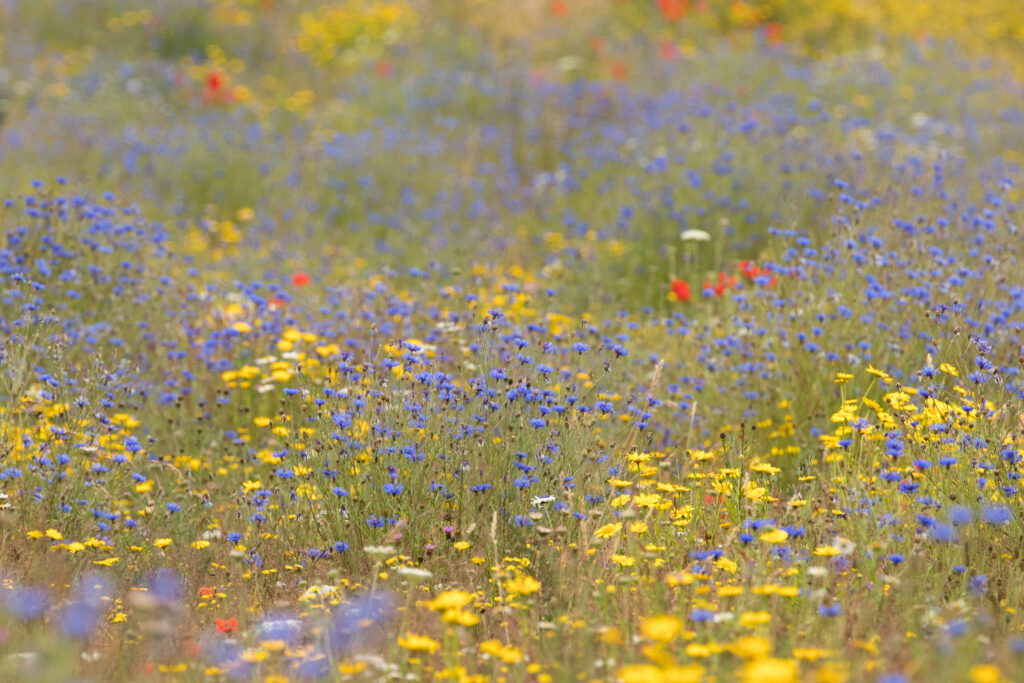 A meadow with a mix of wildflowers.