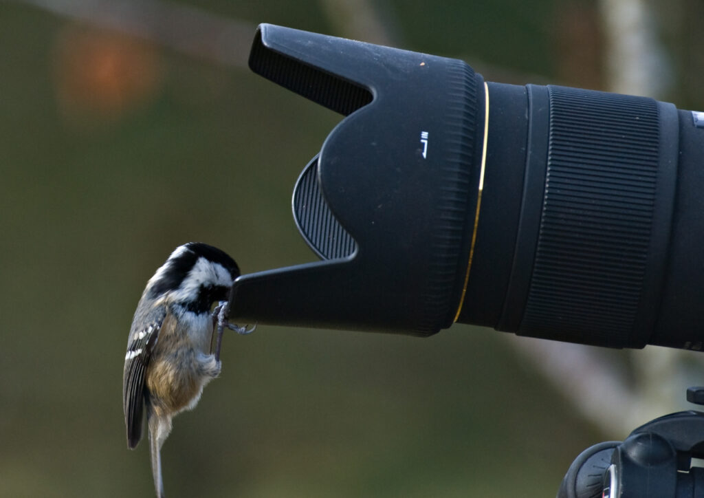 A coal tit hanging off the end of a camera.