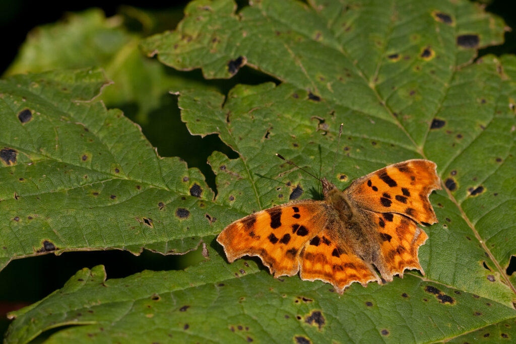 A comma butterfly on a large green leaf.