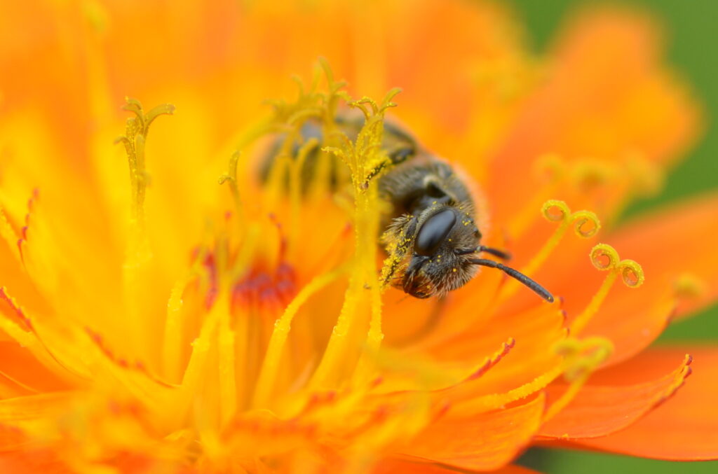 A solitary been looking for pollen in an orange flower.