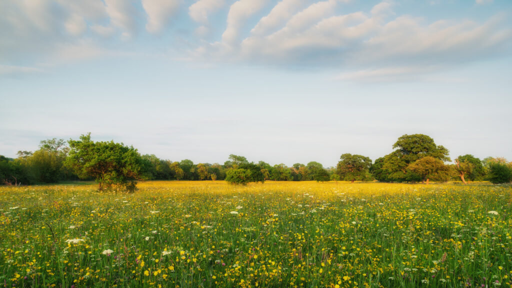 A clear blue sky over a wildflower meadow with yellow flowers and green trees.