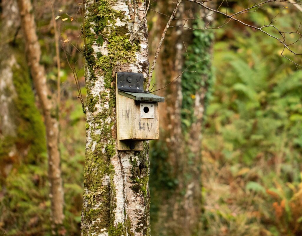 A nest box attached to a mossy silver birch tree.