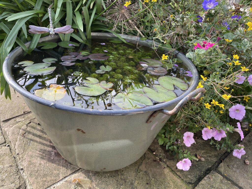 A large metal container with water and plants in to create a mini wildlife pond.