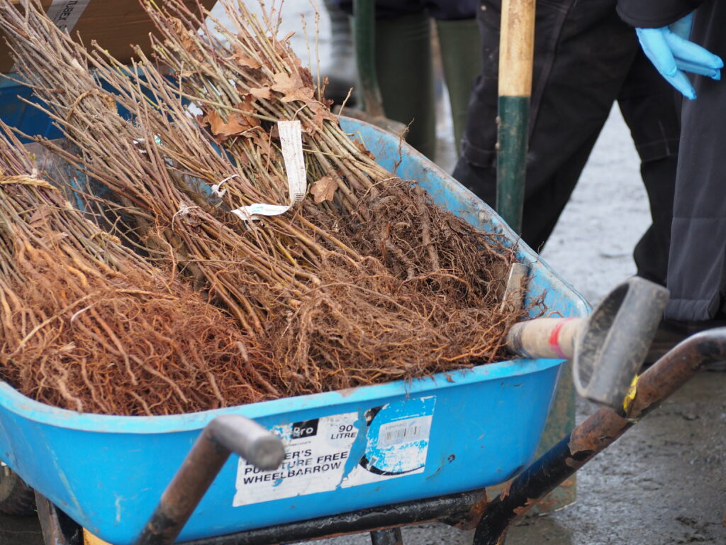 A stack of tree whips in a wheelbarrow.