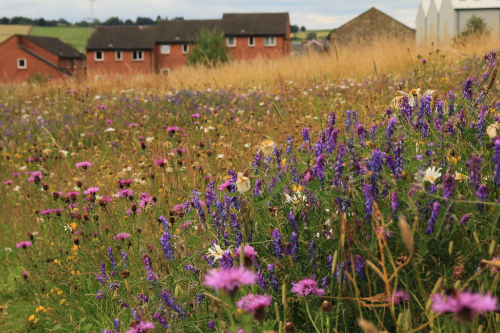 A meadow with long grass and wildflowers with houses in the background.