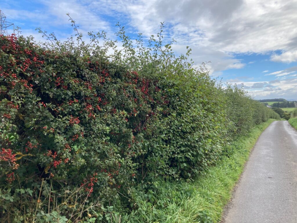 A hedgerow growing along a road with hawthorn berries