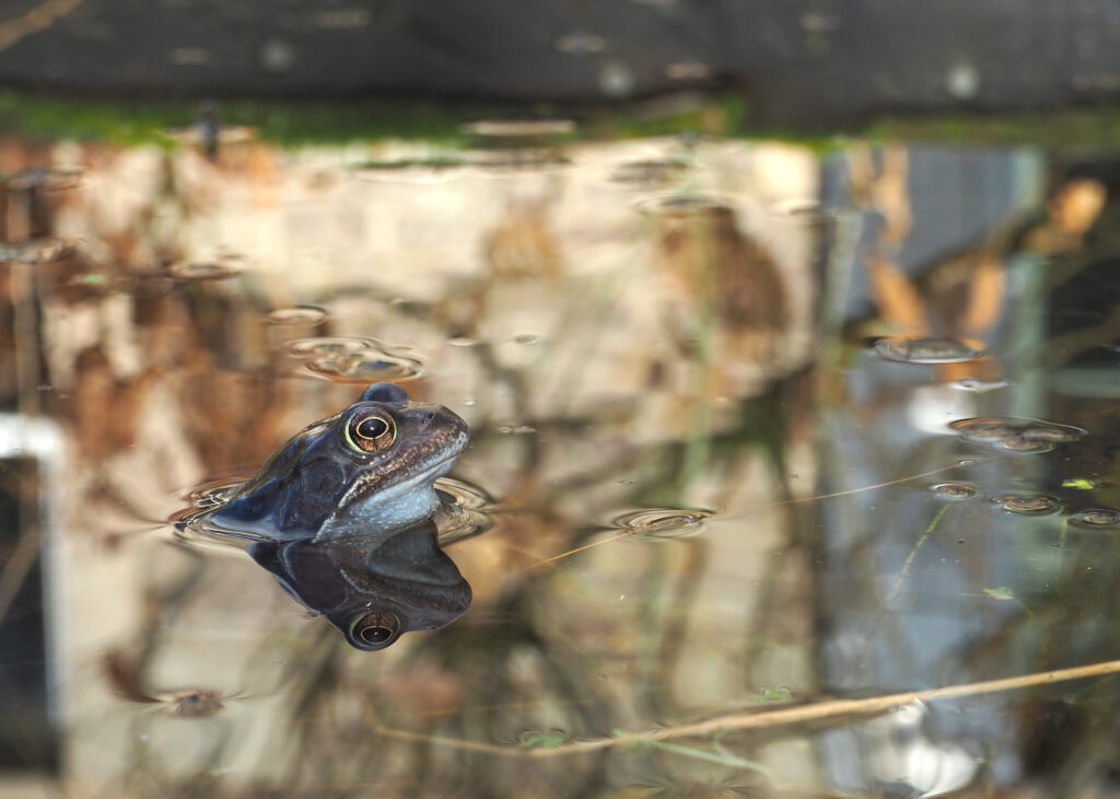 Common frog in a pond