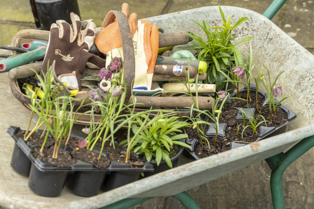 A wheelbarrow full of pond plants