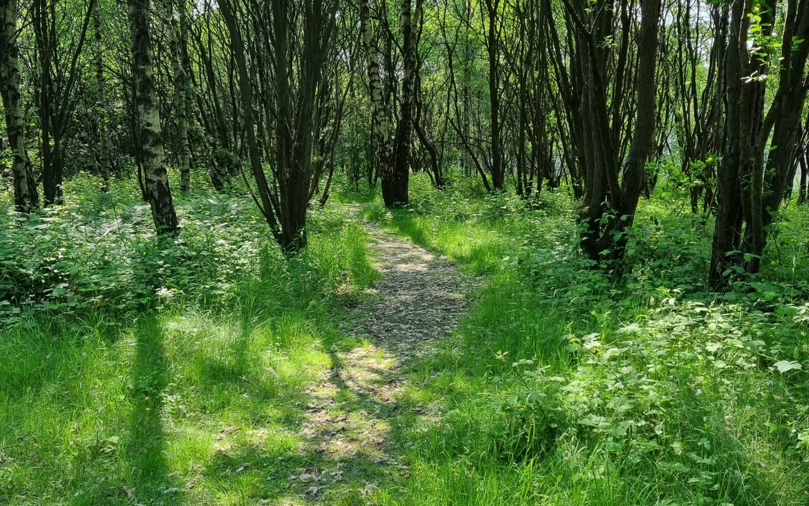 A path leads through a wooded, green forest