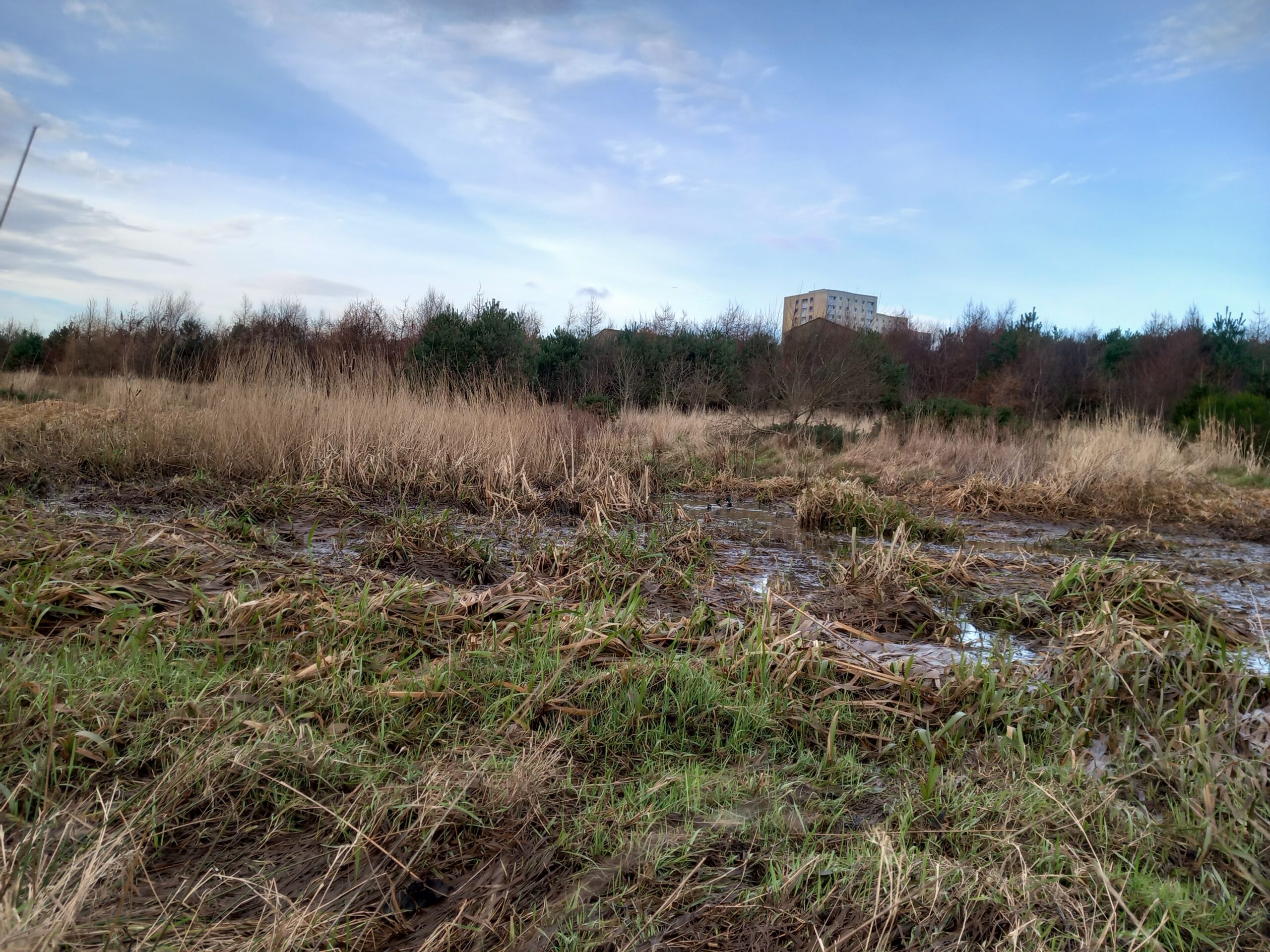 Looking out over a wet bog with yellow grass, trees and a building in the background