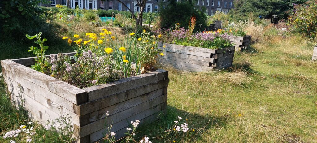 A garden with raised beds full of wild flowers