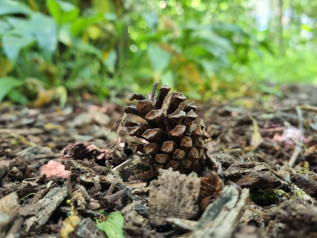 A brown pine cone sits on the brown wooded ground, against a green leafy backdrop of plants